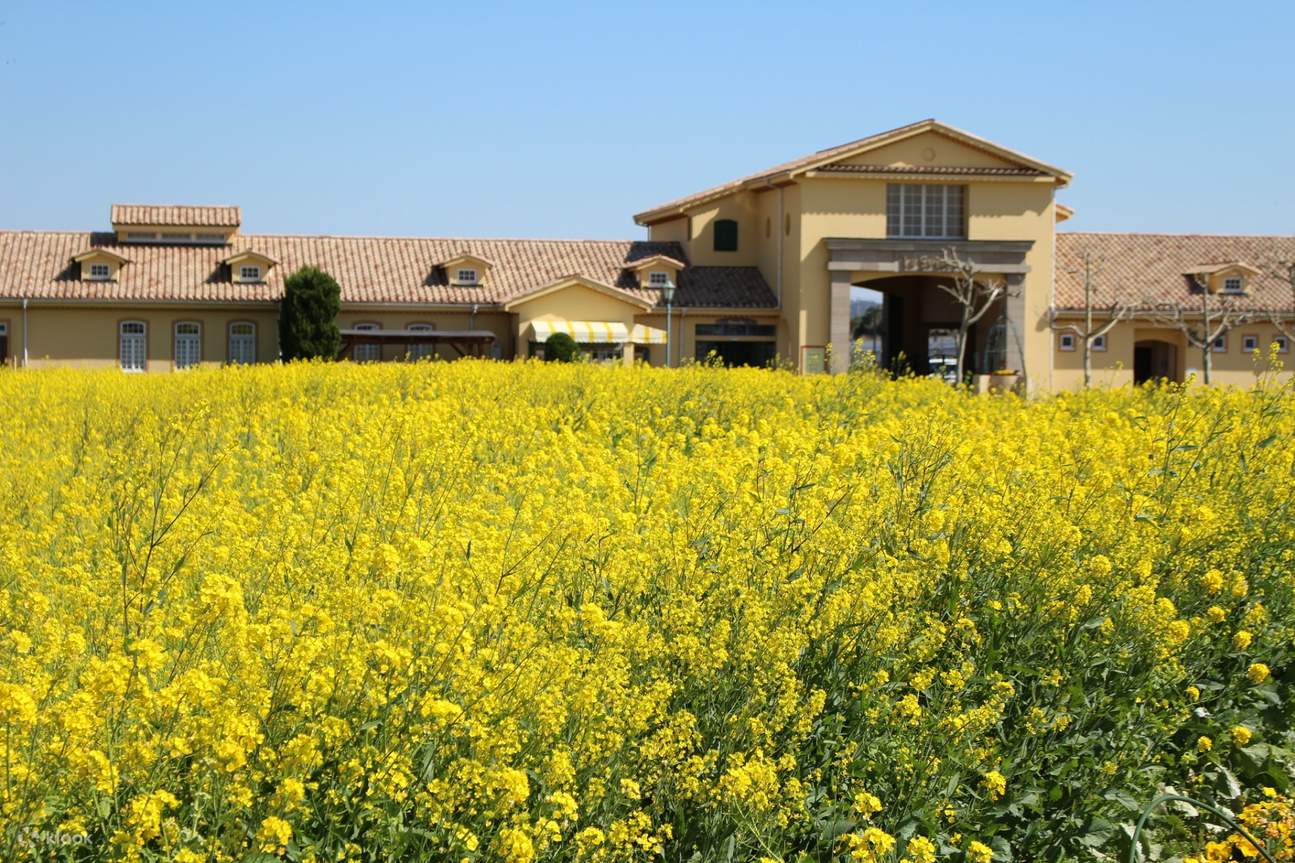 トップス house on the hill Yellow flower 80cm Kanagawa Flower Viewing Day Trip] Kawazu Cherry Blossom Spot